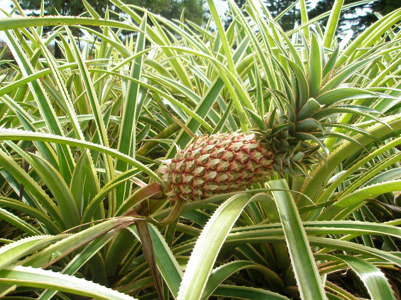 Cut pineapple plant