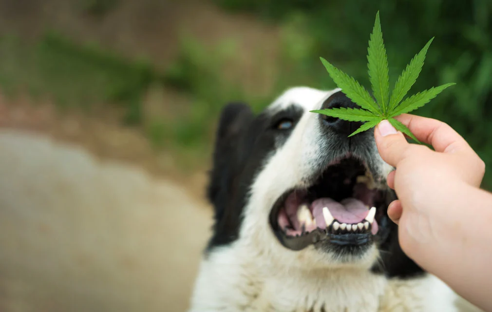 cbd for dogs

