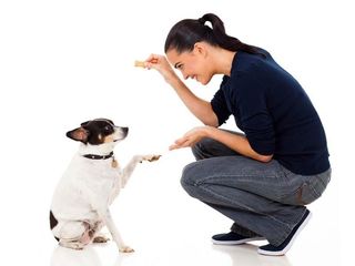 Dog Training